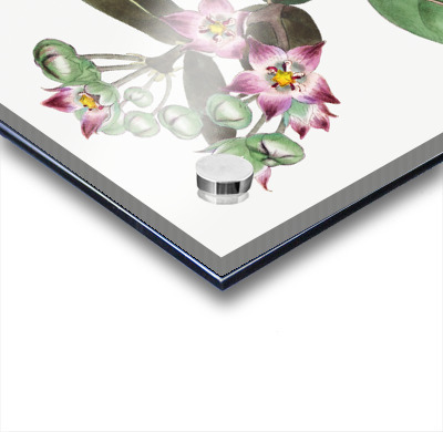 Tall calotropis from Edwards Botanical Register 1829-1847  by Sydenham Edwards John Lindley and James Ridgway.  Acrylic printing