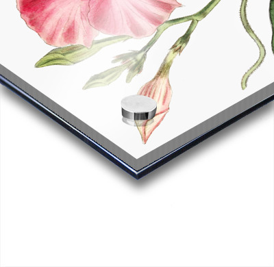 Knob-jointed dipladenia from Edwards Botanical Register 1829-1847  by Sydenham Edwards John Lindley and James Ridgway.  Acrylic printing