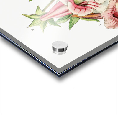 Gloxinia flower varieties from Edwards Botanical Register 1829-1847  by Sydenham Edwards John Lindley and James Ridgway.  Acrylic printing