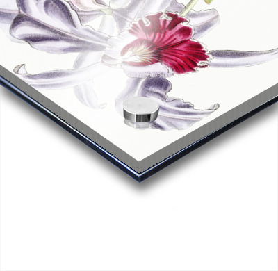 Crimson-lipped cattleya from Edwards Botanical Register 1829-1847  by Sydenham Edwards John Lindley and James Ridgway.  Acrylic printing