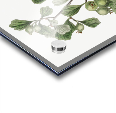 Spathula-leaved thorn from Edwards Botanical Register 1829-1847  by Sydenham Edwards John Lindley and James Ridgway.  Acrylic printing