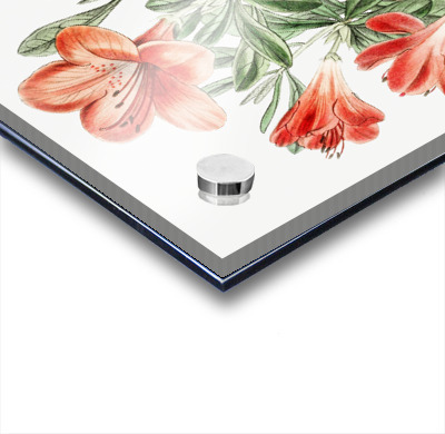 The brick-red Chinese azalea from Edwards Botanical Register 1829-1847  by Sydenham Edwards John Lindley and James Ridgway.  Acrylic printing