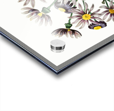 Lilac senecio from Edwards Botanical Register 1829-1847  by Sydenham Edwards John Lindley and James Ridgway.  Acrylic printing