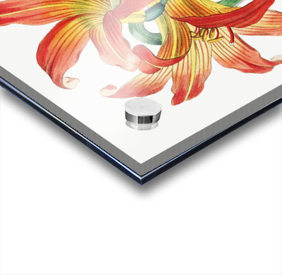 Meadow habranthus from Edwards Botanical Register 1829-1847  by Sydenham Edwards John Lindley and James Ridgway.  Acrylic printing