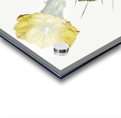 One spined opuntia from Edwards Botanical Register 1829-1847  by Sydenham Edwards John Lindley and James Ridgway.  Acrylic printing