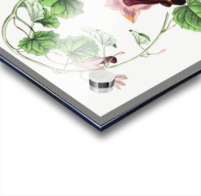 Twinning red-cloak from Edwards Botanical Register 1829-1847  by Sydenham Edwards John Lindley and James Ridgway.  Acrylic printing