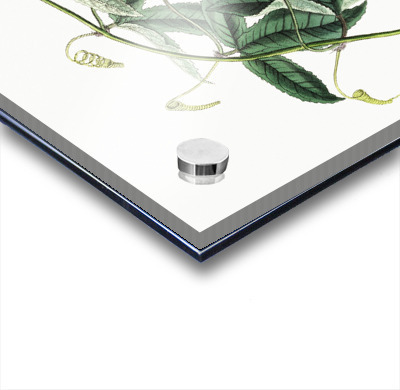 Mrs.Marryats tacsonia from Edwards Botanical Register 1829-1847  by Sydenham Edwards John Lindley and James Ridgway.  Acrylic printing