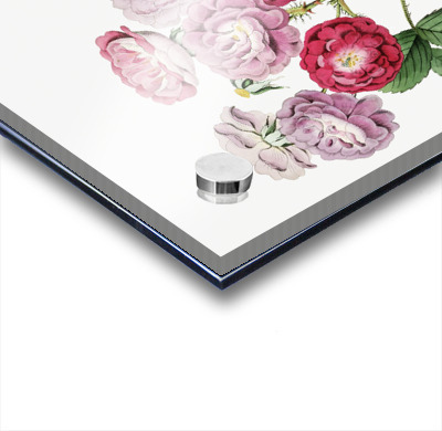 The seven sisters rose from Edwards Botanical Register 1829-1847  by Sydenham Edwards John Lindley and James Ridgway.  Acrylic printing