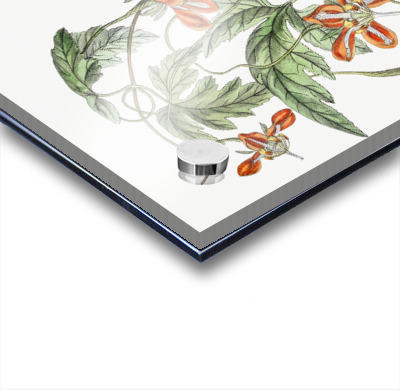 Red loasa from Edwards Botanical Register 1829-1847  by Sydenham Edwards John Lindley and James Ridgway.  Acrylic printing