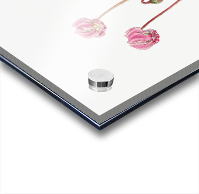 Shore cyclamen from Edwards Botanical Register 1829-1847  by Sydenham Edwards John Lindley and James Ridgway.  Acrylic printing