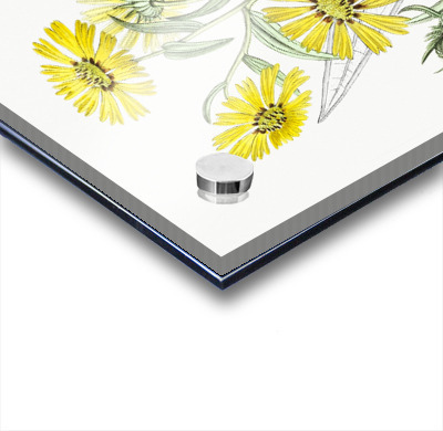 Elegant madia from Edwards Botanical Register 1829-1847  by Sydenham Edwards John Lindley and James Ridgway.  Acrylic printing