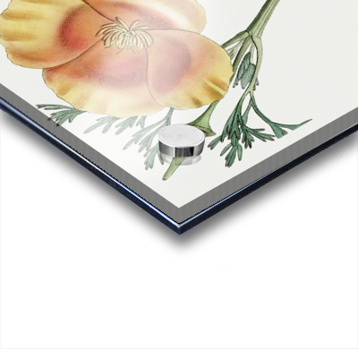 Saffron colored eschscholzia from Edwards Botanical Register 1829-1847  by Sydenham Edwards John Lindley and James Ridgway.  Acrylic printing