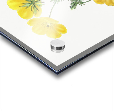 Long-stalked ledocarpum from Edwards Botanical Register 1829-1847  by Sydenham Edwards John Lindley and James Ridgway.  Acrylic printing