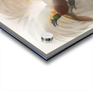 Paradisea minor 1873 Acrylic print