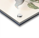 Paradigalla carunculata 1873 Acrylic print