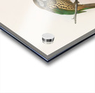 Ailuraedus buccoides 1873 Acrylic print