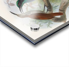 Ptiloris magnificus 1873 Acrylic print