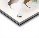 Drepanornis Albertis 1873 Acrylic print