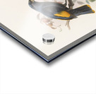 Ptilonorhynchus Rawnsleyi 1873 Acrylic print