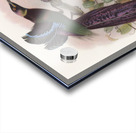 Epimachus Ellioti 1873 Acrylic print