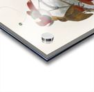 Cicinnurus regius 1873 Acrylic print