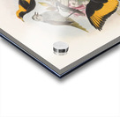 Sericulus melinus 1873 Acrylic print