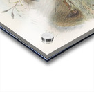 Chlamydodera maculata 1873 Impression Acrylique