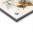 Chlamydodera xanthocastra 1873 Acrylic print