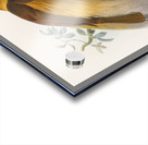 Paradisea apoda 1873 Acrylic print