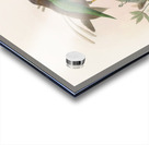 Semioptera Wallacii 1873 Acrylic print