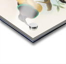 Seleucides alba 1873 Acrylic print