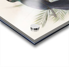 Manucodia atra 1873 Acrylic print