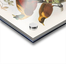 Paradisea sanguinea 1873 Acrylic print