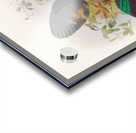 Ptiloris Victorie 1873 Acrylic print