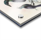 Manucodia chalybeus 1873 Acrylic print