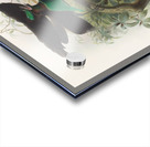 Lophorina atra 1873 Acrylic print