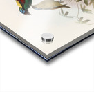 Diphyllodes respublica 1873 Acrylic print