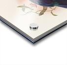 Manucodia Keraudreni 1873 Acrylic print