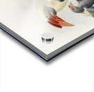 Penelopides affinis 1882 Acrylic print