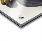 Buceros sylvestris 1882 Acrylic print