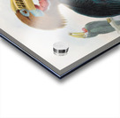 Aceros nepalensis 1882 Acrylic print