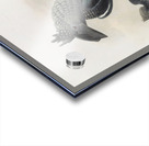 Bycanistes subcylindricus 1882 Acrylic print