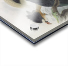 Penelopides panini 1882 Acrylic print