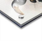 Hydrocissa exarhatus 1882 Acrylic print