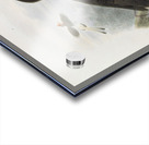 Rhinoplax vigil 1882 Acrylic print