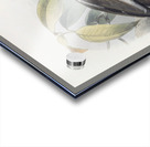 Tockus erythrorhynchus 1882 Acrylic print