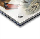 Hydrocorax planicornis 1882 Acrylic print