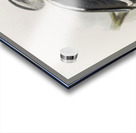 Tockus deckeni 1882 Acrylic print