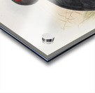 Bucorvus cafer 1882 Acrylic print