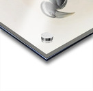 Tockus hartlaubi 1882 Acrylic print